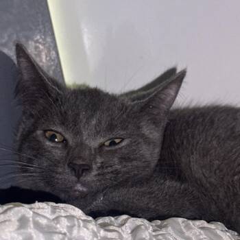 Ariel -  Domestic Short Hair Cat for Adoption in West Palm Beach, Florida - Ariel | PetCurious