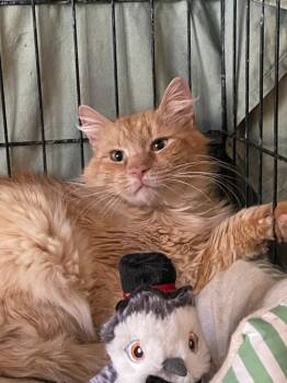 Rescue Persian Cats for Adoption - Max | PetCurious