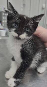 Dason -  Domestic Short Hair Cat for Adoption in Hillsdale, Indiana - Dason | PetCurious