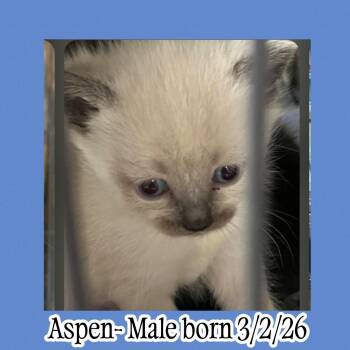 Domestic Short Hair Cats Available for Adoption in Liberty, New York - Aspen (D) | PetCurious