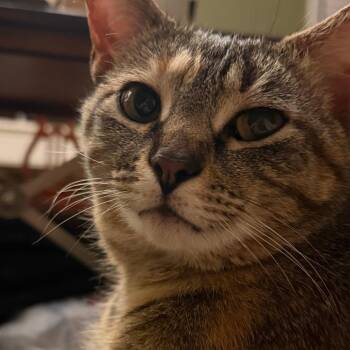 Domestic Short Hair Cats Available for Adoption in Falls Church, Virginia - Princess | PetCurious