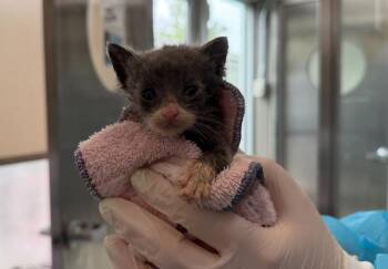 Cherry -  Domestic Short Hair Cat for Adoption in New York, New York - Cherry | PetCurious