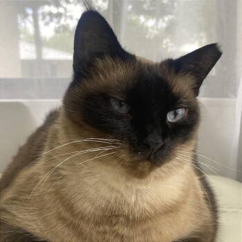 Victoria -  Siamese Cat for Adoption in Fort Lauderdale, Florida - Victoria | PetCurious