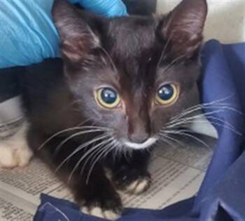 MAE -  Domestic Medium Hair Cat for Adoption in San Bernardino, California - MAE | PetCurious