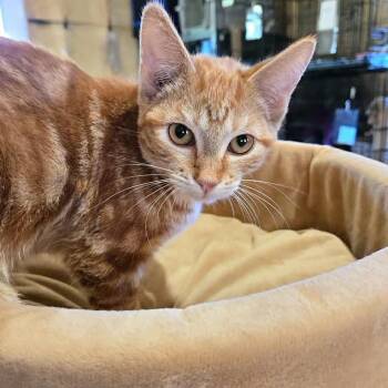 Sunkist -  Domestic Short Hair Cat for Adoption in Park Falls, Wisconsin - Sunkist | PetCurious