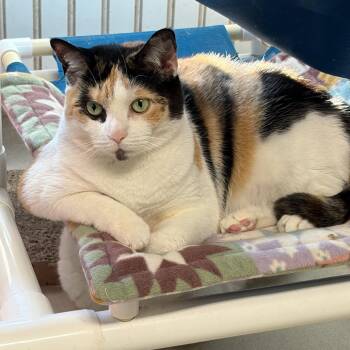 25-123 Scarlet -  Domestic Short Hair Cat for Adoption in North Branford, Connecticut - 25-123 Scarlet | PetCurious