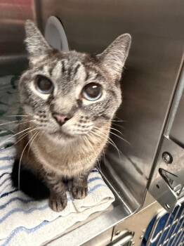 Sally -  Domestic Short Hair Cat for Adoption in Cape Coral, Florida - Sally | PetCurious