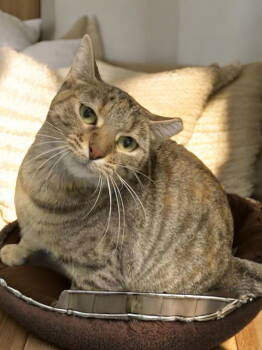 Rescue Domestic Short Hair Cats for Adoption in Champaign, Illinois - Snow White | PetCurious