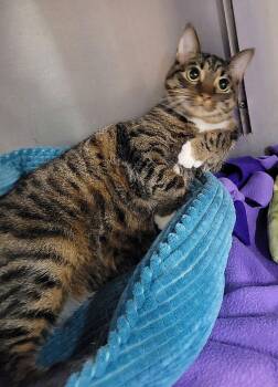 Domestic Short Hair and Tabby Cats Available for Adoption - Zuzu | PetCurious
