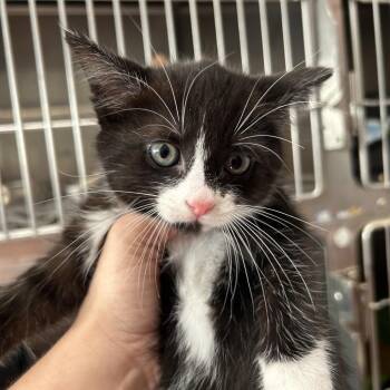 No Face -  Domestic Short Hair Cat for Adoption in Leander, Texas - No Face | PetCurious