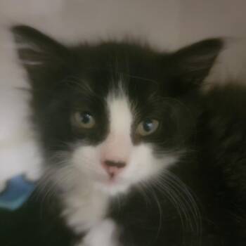 Domestic Short Hair Cats Available for Adoption in Redwood City, California - Fisher | PetCurious