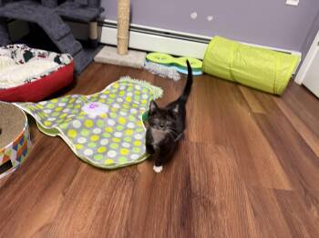 Ziggy -  Domestic Medium Hair Cat for Adoption in Clifton, New Jersey - Ziggy | PetCurious