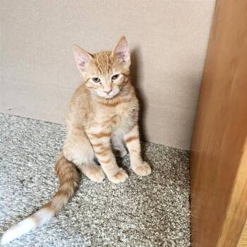 Alder -  Domestic Short Hair Cat for Adoption in Albert Lea, Minnesota - Alder | PetCurious