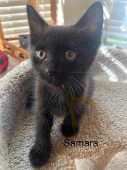 Samara -  Domestic Short Hair Cat Available for Adoption in The Woodlands, Texas - Samara | PetCurious