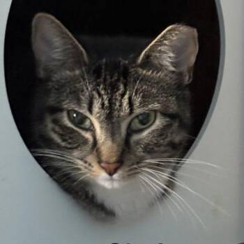 Gloria -  Domestic Short Hair Cat for Adoption in Seven Valleys, Pennsylvania - Gloria | PetCurious