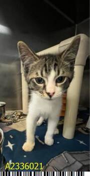 CLOUDETT -  Domestic Short Hair Cat for Adoption in West Palm Beach, Florida - CLOUDETT | PetCurious