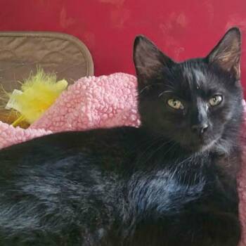 Lacey -  Domestic Medium Hair Cat for Adoption in Evergreen, Colorado - Lacey | PetCurious