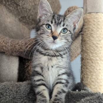Rescue Domestic Short Hair Cats for Adoption in West Jefferson, Ohio - Mustang- Best Friends With Thunderbolt | PetCurious