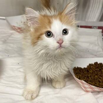 Domestic Long Hair Cats Available for Adoption - BOWIE | PetCurious