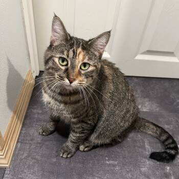Rescue Domestic Short Hair Cats for Adoption in Gibsonia, Pennsylvania - Soup Dumpling | PetCurious