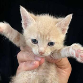 Domestic Short Hair Cats Available for Adoption in Williston, Florida - Ranch | PetCurious