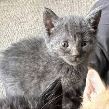 Rollins -  Domestic Short Hair Cat Available for Adoption in Walker, Michigan - Rollins | PetCurious