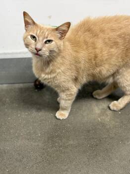 China -  Domestic Short Hair Cat for Adoption in Zimmerman, Minnesota - China | PetCurious