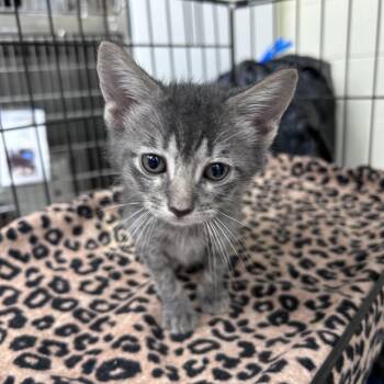 Ellie 26-06-138 -  Domestic Short Hair Cat for Adoption in Bastrop, Texas - Ellie 26-06-138 | PetCurious