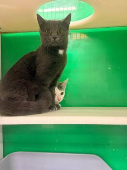 Ira -  Domestic Short Hair Cat for Adoption in Cleveland, Ohio - Ira | PetCurious