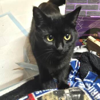 Domestic Medium Hair Cats Available for Adoption in West Olive, Michigan - Traffic Jam | PetCurious