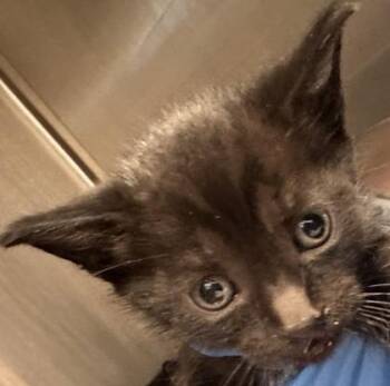 Froakie -  Domestic Short Hair Cat for Adoption in Roseville, California - Froakie | PetCurious