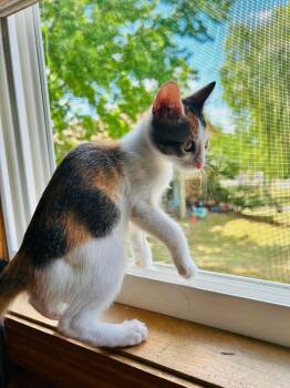 Dumpling - Sweet and affectionate -  Domestic Short Hair Cat for Adoption in Muskego, Wisconsin - Dumpling - Sweet And Affectionate | PetCurious