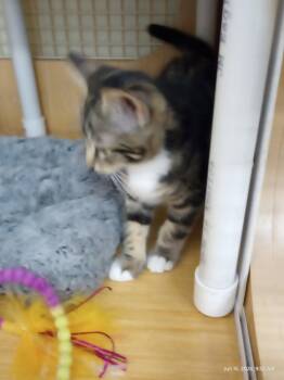 Aspen -  Domestic Short Hair and Tabby Cat for Adoption in Plano, Texas - Aspen | PetCurious