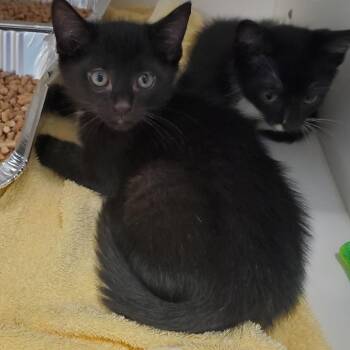 Hugz -  Domestic Short Hair Cat for Adoption in Greensboro, North Carolina - Hugz | PetCurious