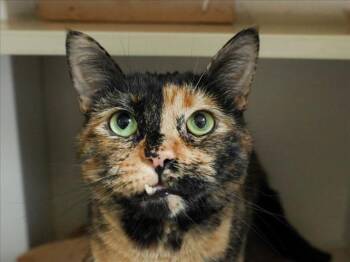 NOLA -  Domestic Short Hair Cat for Adoption in Loveland, Colorado - NOLA | PetCurious