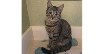 Rescue Domestic Short Hair and Tabby Cats for Adoption in Dallas, Texas - Juno | PetCurious