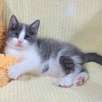 Bartholomew -  Domestic Short Hair Cat Available for Adoption in Pennsville Township, New Jersey - Bartholomew | PetCurious