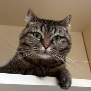 Domestic Short Hair Cats Available for Adoption in Murray, Utah - Pandora | PetCurious