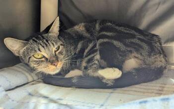 Rescue Domestic Short Hair Cats for Adoption in Fort Lauderdale, Florida - RUMMY | PetCurious