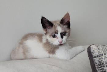 Patty -  Siamese Cat for Adoption in Sandusky, Ohio - Patty | PetCurious