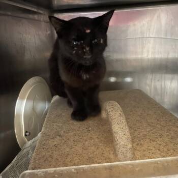 TUSC-Wildlife-84801 -  Domestic Short Hair Cat for Adoption in Tuscaloosa, Alabama - TUSC-Wildlife-84801 | PetCurious