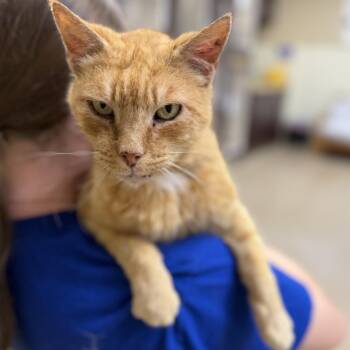 Thunderfoot -  Domestic Short Hair Cat for Adoption in Myerstown, Pennsylvania - Thunderfoot | PetCurious