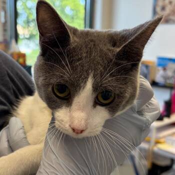 Riva -  Domestic Short Hair Cat for Adoption in Nashville, Tennessee - Riva | PetCurious