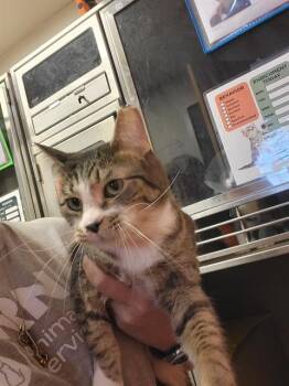 Domestic Short Hair Cats Available for Adoption in Albuquerque, New Mexico - ENVY | PetCurious