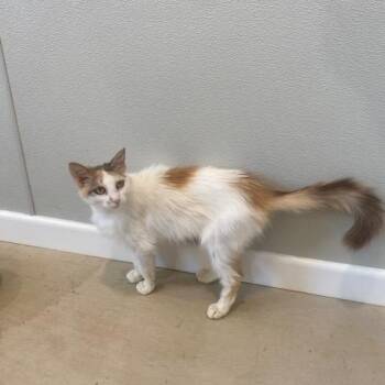 Rescue Domestic Medium Hair Cats for Adoption in Henrietta, Texas - Holly | PetCurious