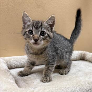 Duke -  Domestic Short Hair Cat for Adoption in Hemet, California - Duke | PetCurious