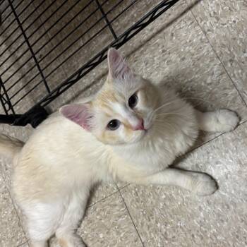 HEATHCLIFF L -  Domestic Long Hair Cat Available for Adoption in New York, New York - HEATHCLIFF L | PetCurious