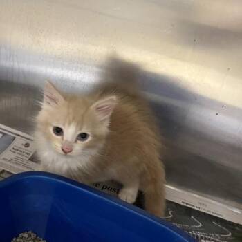 Zeke Baylor -  Domestic Medium Hair Cat for Adoption in Winston-salem, North Carolina - Zeke Baylor | PetCurious