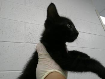 A389698 -  Domestic Short Hair Cat for Adoption in Ocala, Florida - A389698 | PetCurious
