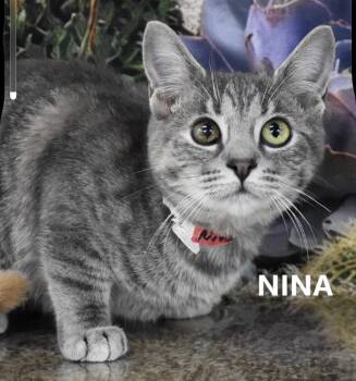 Nina -  Domestic Short Hair Cat for Adoption in Scottsdale, Arizona - Nina | PetCurious